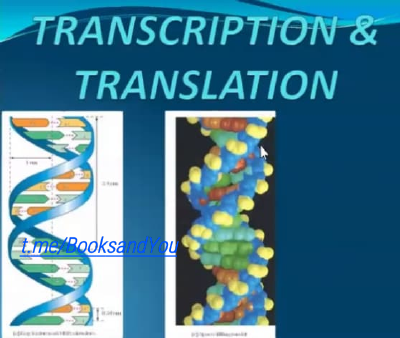 Transcription and translation.pdf